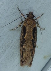 Erythrobapta haemalea