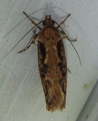 Erythrobapta haemalea