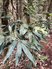 Lithocarpus amygdalifolius