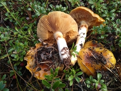 Cortinarius mucosus