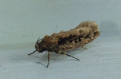 Erythrobapta haemalea