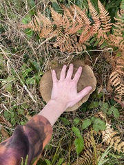 Caloboletus conifericola