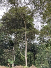 Sterculia apetala