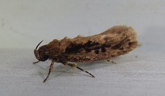 Erythrobapta haemalea