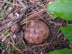 Scleroderma michiganense