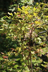 Vaccinioideae