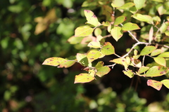 Vaccinioideae