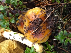 Cortinarius mucosus