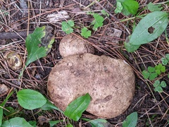 Scleroderma michiganense