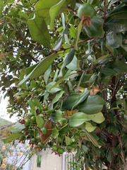 Eugenia brasiliensis