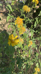 Verbesina encelioides