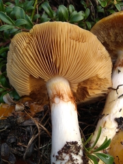 Cortinarius mucosus