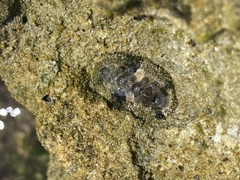 Acanthopleura granulata