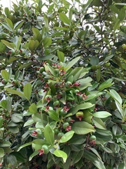 Eugenia brasiliensis