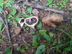 Scleroderma michiganense