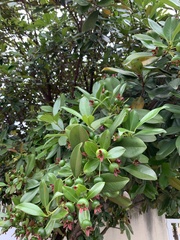 Eugenia brasiliensis