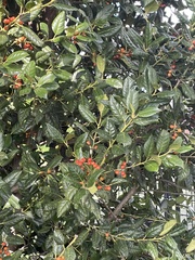 Ilex