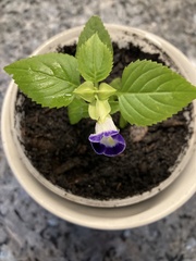Torenia