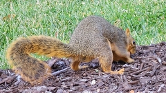 Sciurus niger