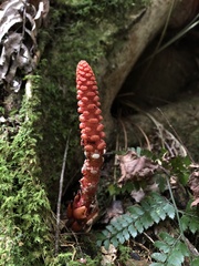 Balanophora laxiflora