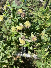 Pycnanthemum
