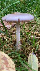 Volvopluteus gloiocephalus