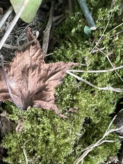 Pseudotaxiphyllum elegans