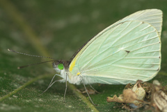 Leptophobia aripa