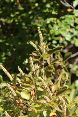 Clethra alnifolia