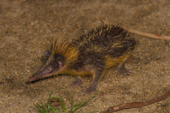 Hemicentetes semispinosus