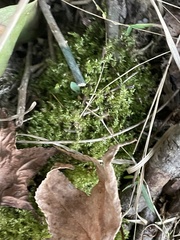 Pseudotaxiphyllum elegans