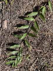 Gelsemium sempervirens
