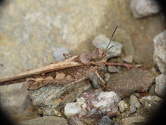 Acrotylus