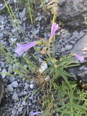 Penstemon lyallii