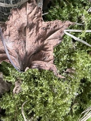 Pseudotaxiphyllum elegans