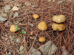 Kuehneromyces