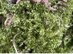 Pseudotaxiphyllum elegans