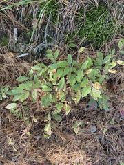Vaccinium myrtilloides