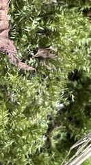 Pseudotaxiphyllum elegans