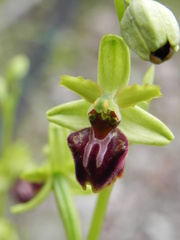 Ophrys sphegodes sphegodes