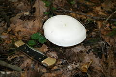 Clitocybe robusta