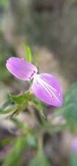 Dicliptera bupleuroides