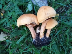 Cystoderma aureum
