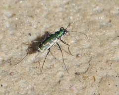 Ellipsoptera marutha