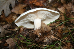 Clitocybe robusta