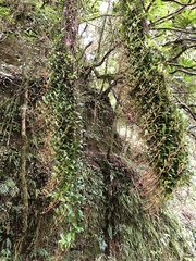 Hydrangea viburnoides