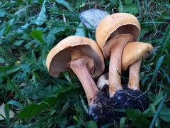 Cystoderma aureum