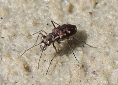 Cicindela ocellata
