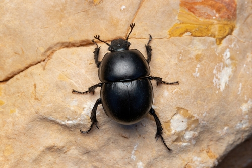 Thorectes lusitanicus · iNaturalist