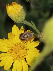 Polymerus